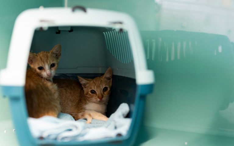 Bred, sold, mistreated and abandoned: Can new EU rules on animal welfare make a positive difference?