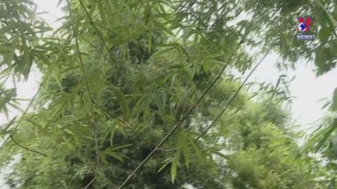 The Limits of Vietnam’s Bamboo Diplomacy