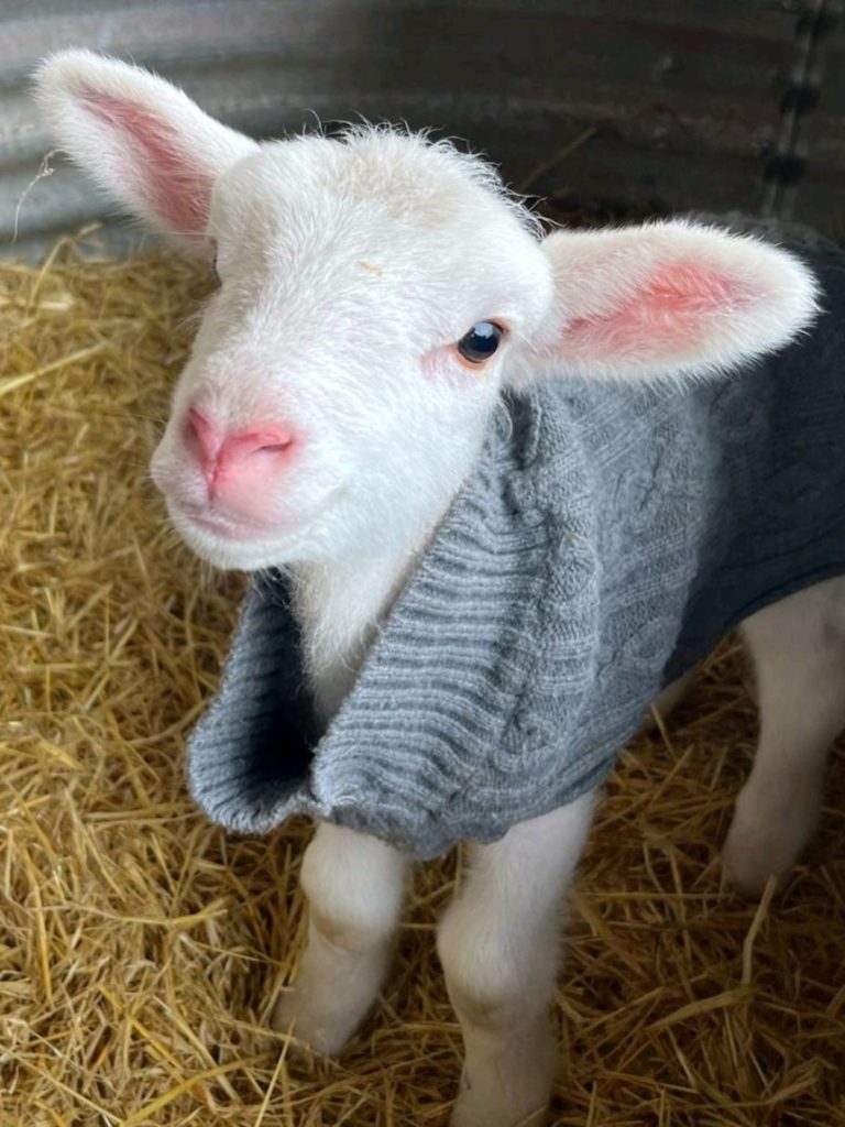 Starving newborn lamb recovering after being locked in skate park