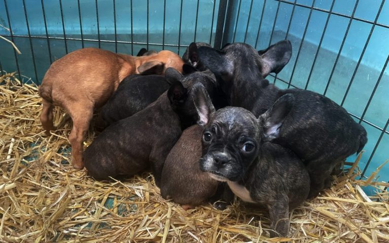 EU will combat illegal dog and cat trade