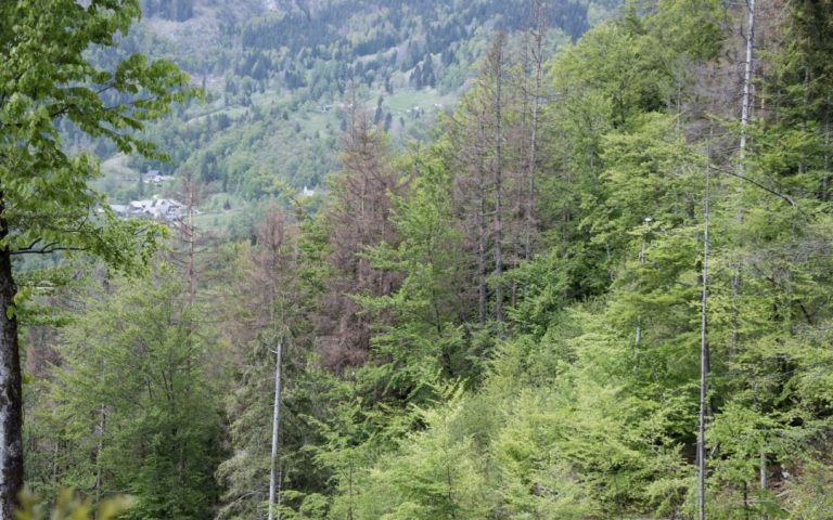 Slovenia does not support the EU regulation on the production of forest reproductive material