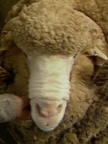The $450,000 ram and what became of Australia’s wool industry