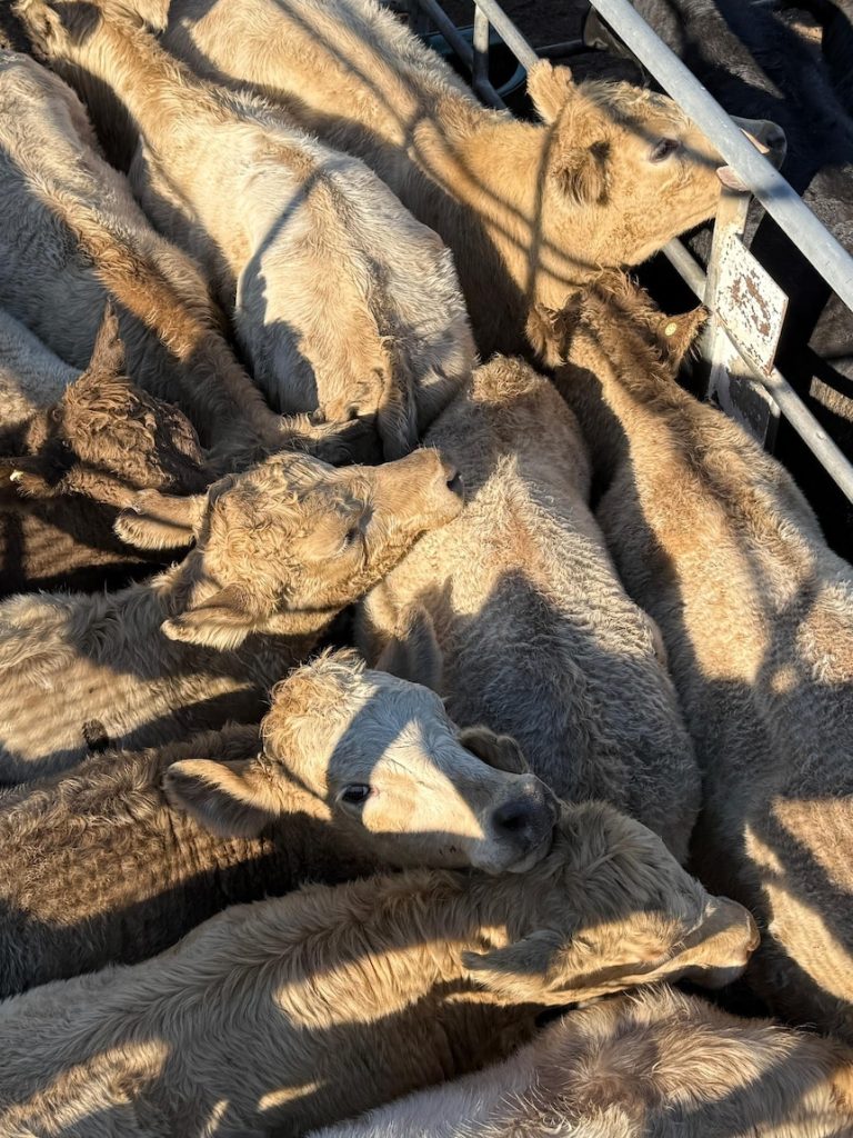 Shooting of cow at saleyard ‘doesn’t meet community expectations’, vet says