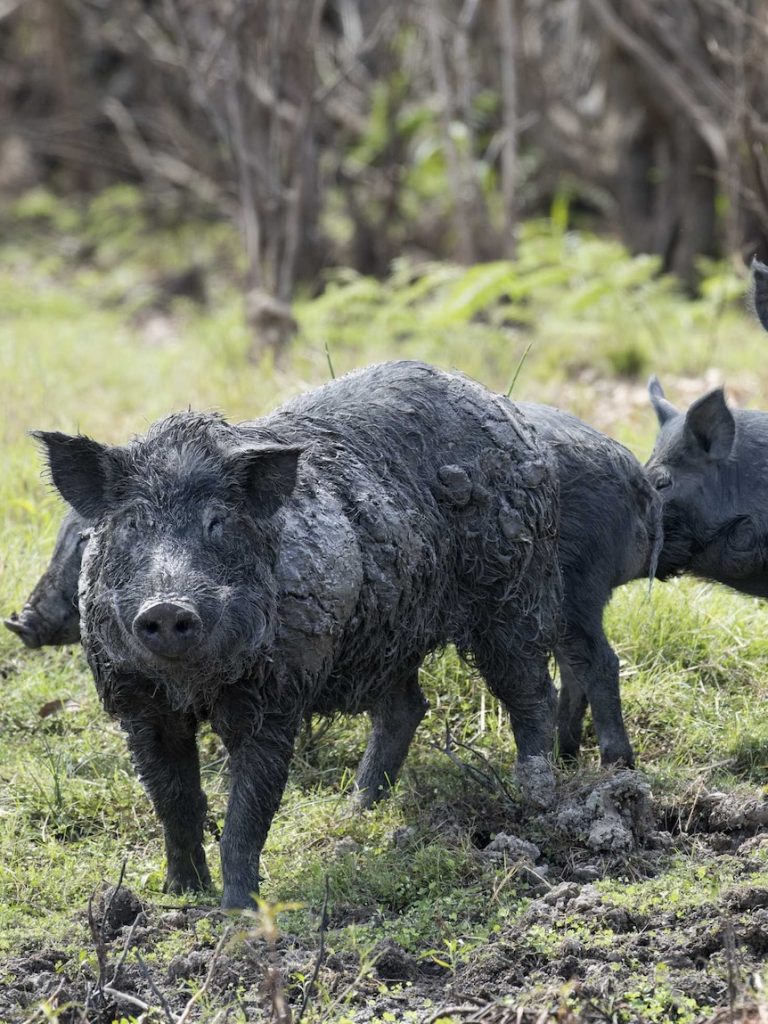 Billion-dollar biosecurity budget could target feral pigs, fire ants