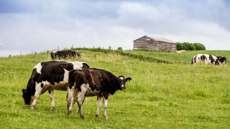 Quebec’s Dairy Farmers Are Blocking Free Trade in Canada