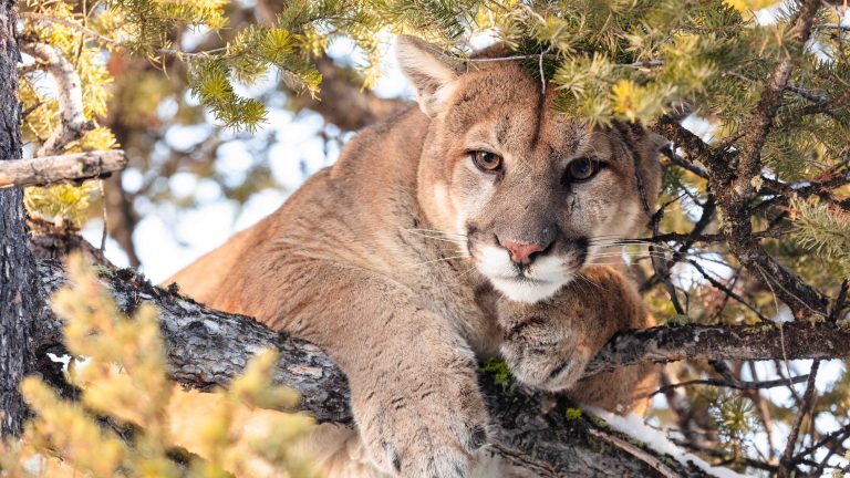 Utah’s High-Stakes PR Campaign to Wrest Control of Public Lands