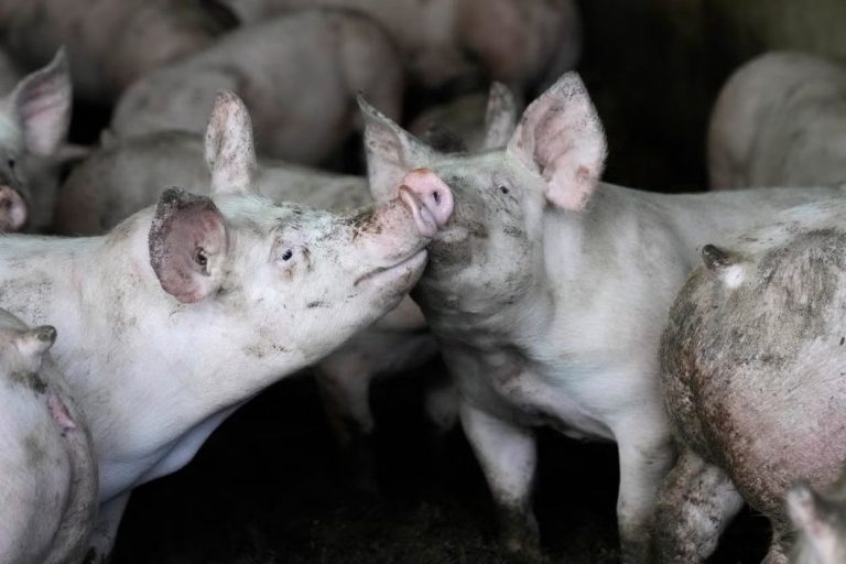 US Busts Philippine ‘Pig-Butchering’ Op