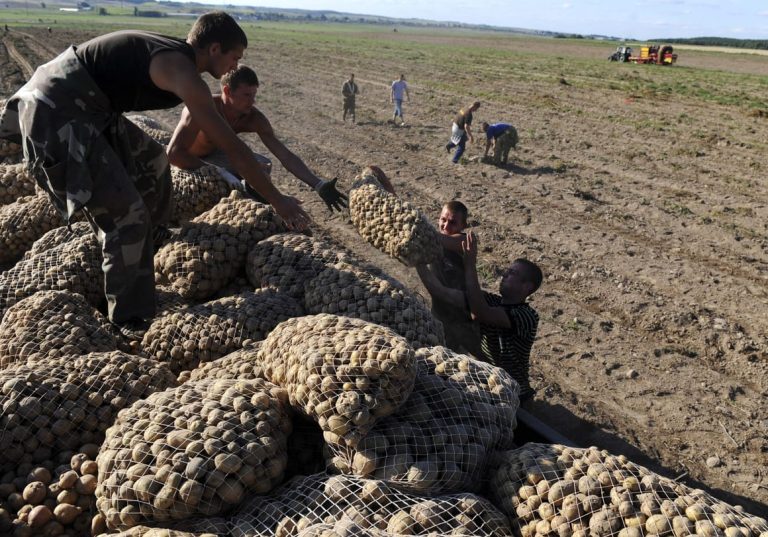 Lukashenko’s potato racket sparks outrage from regime opponents