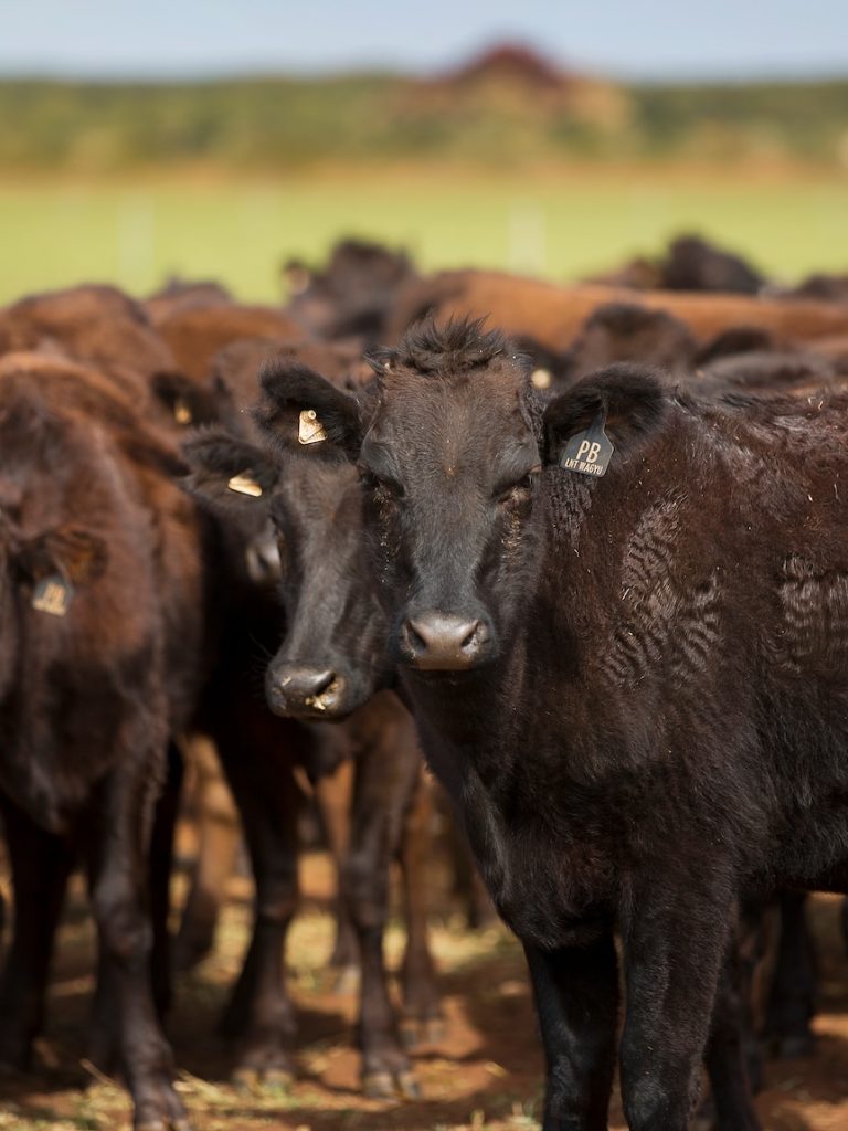 Man accused of $100k theft of wagyu cattle semen