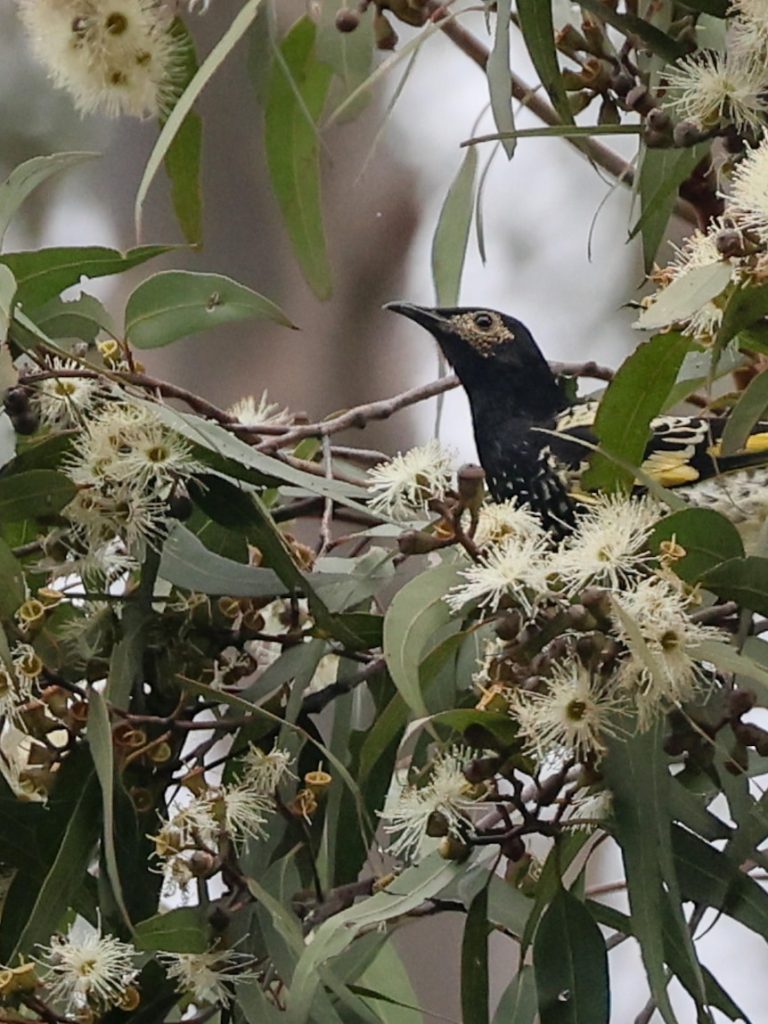 Hope for rare birds as ‘Mother Nature turns it on’ after floods