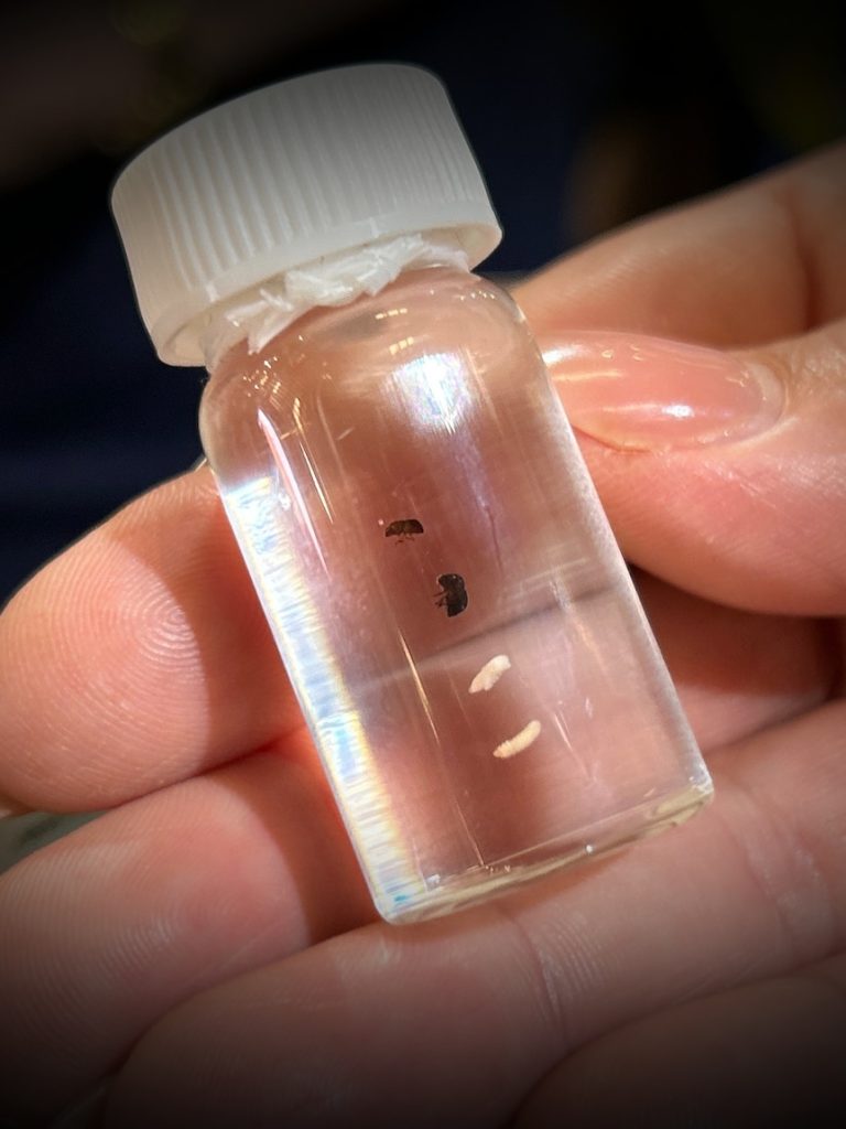 Residents fight to keep tiny tree-killing beetle out of South Australia