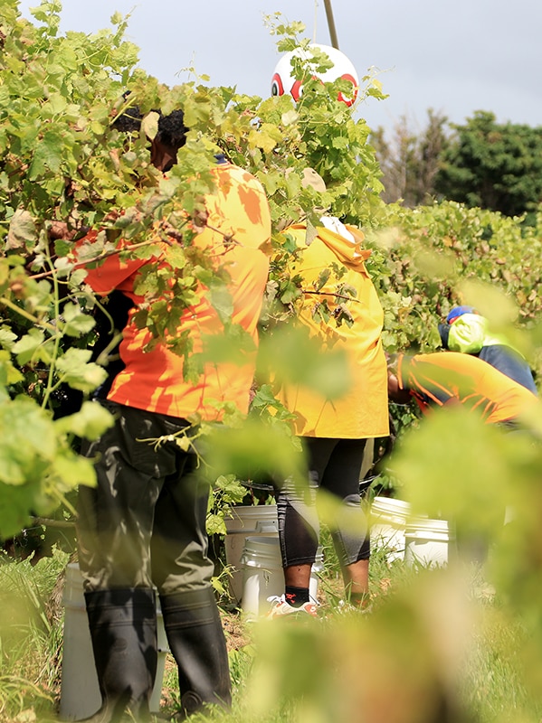Worker entitlements abuse rife in SA horticulture, watchdog finds