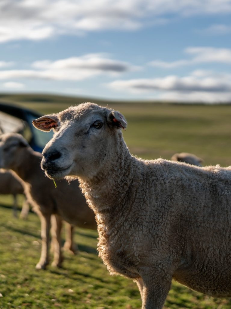 Tasmanian farmers keep rare sheep breed that makes no sense or cents