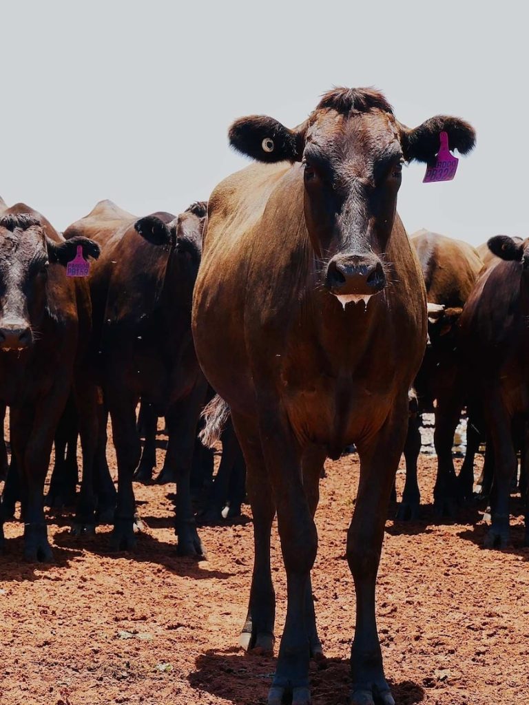 Farmers claim supermarket control is locking them out of abattoirs