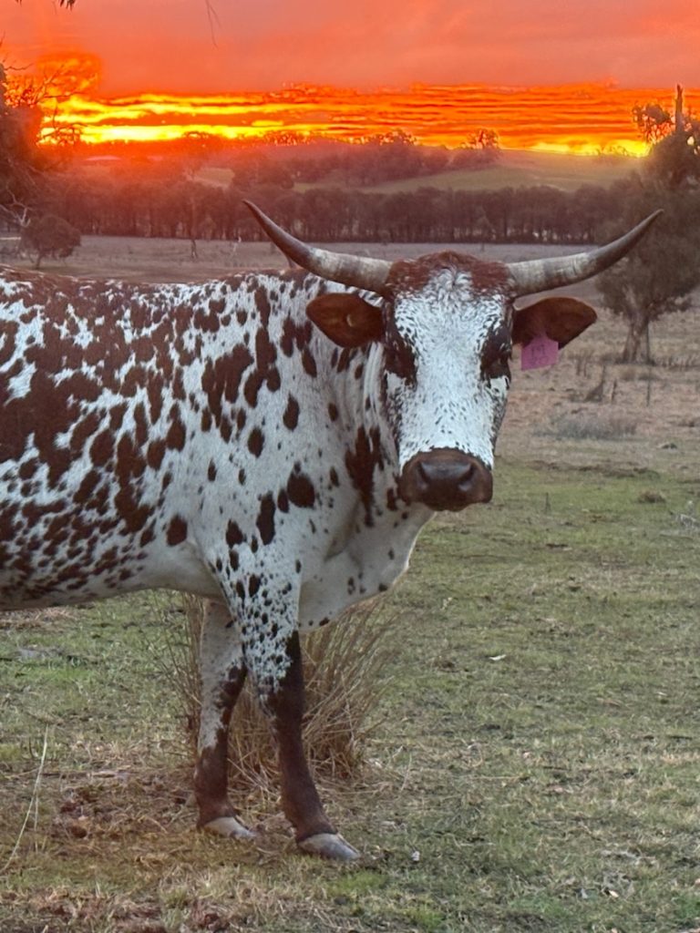 Hopes new herd will drive interest in ‘God’s given’ cattle breed