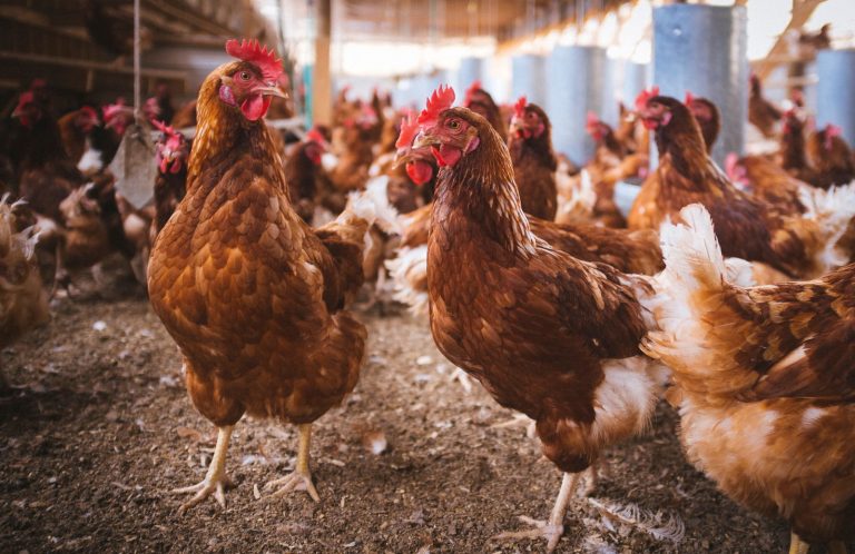 Trump Is Suing To Overturn Animal Welfare Laws