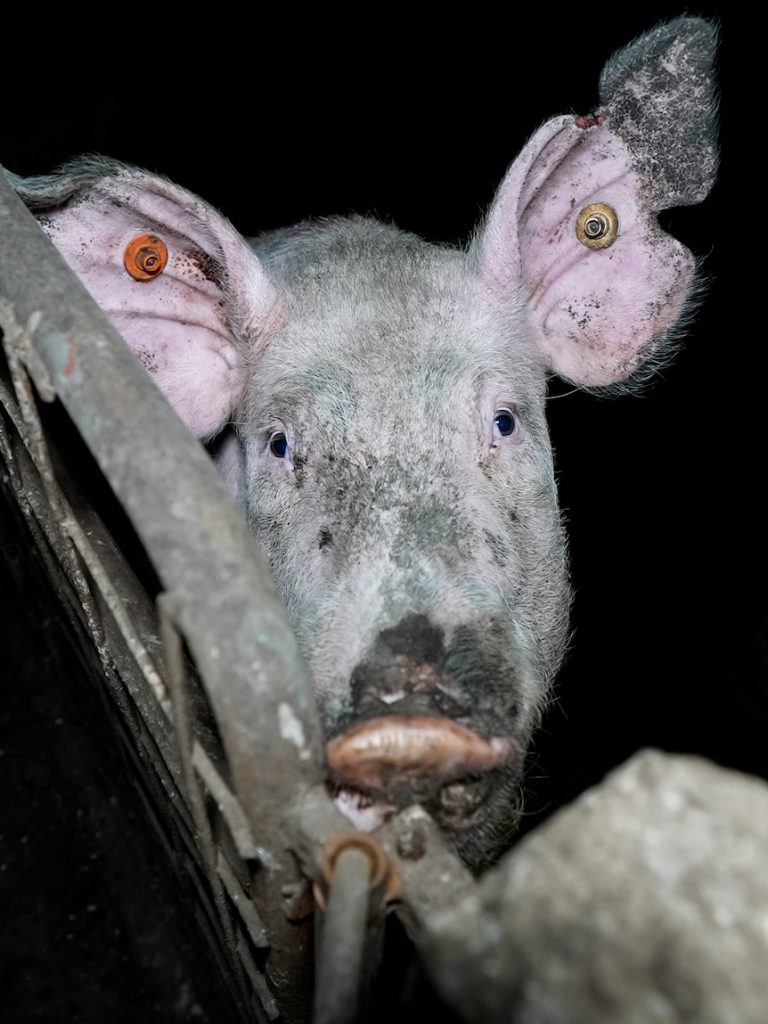 Cannibalism footage sparks animal welfare investigation at SA piggery