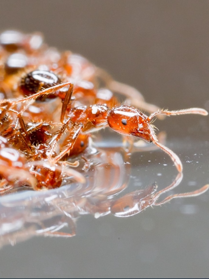 Fears a few ‘selfish individuals’ could lose Australia’s fire ant war