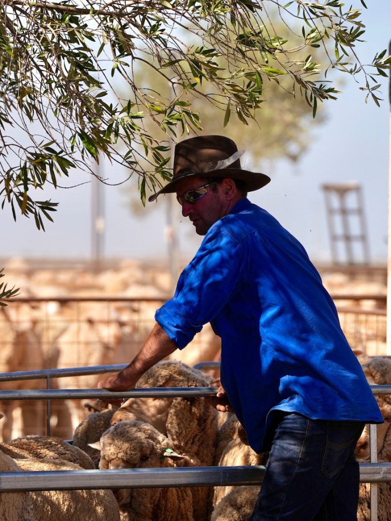 Graziers battling dry and ‘thousands’ of kangaroos forced to destock
