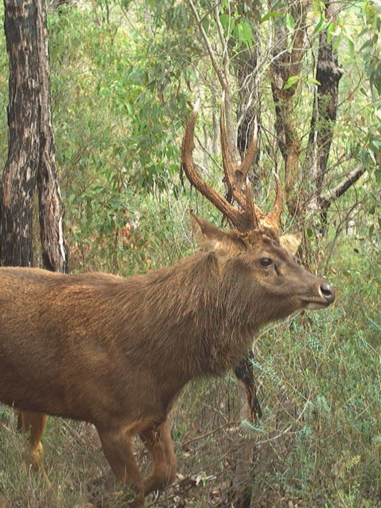 Targeted aerial cull to ‘nip in the bud’ WA’s growing feral deer problem