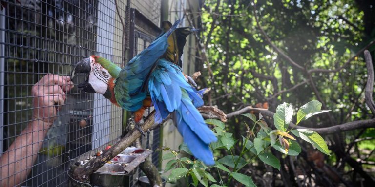 Conor the parrot, a somber allegory for Ukraine’s trauma