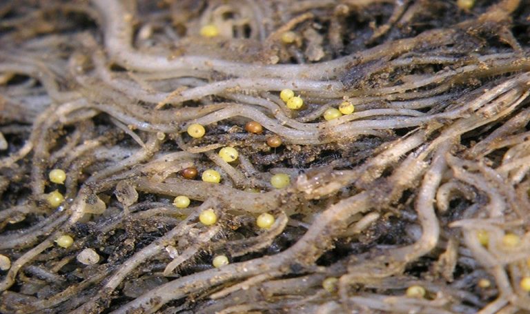 A Throuple That Produces Potato Parasites