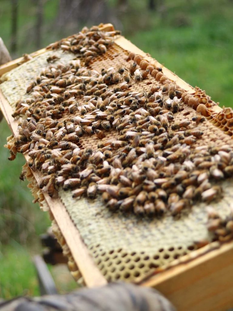 Beehive movement under scrutiny as SA tries to remain varroa mite free