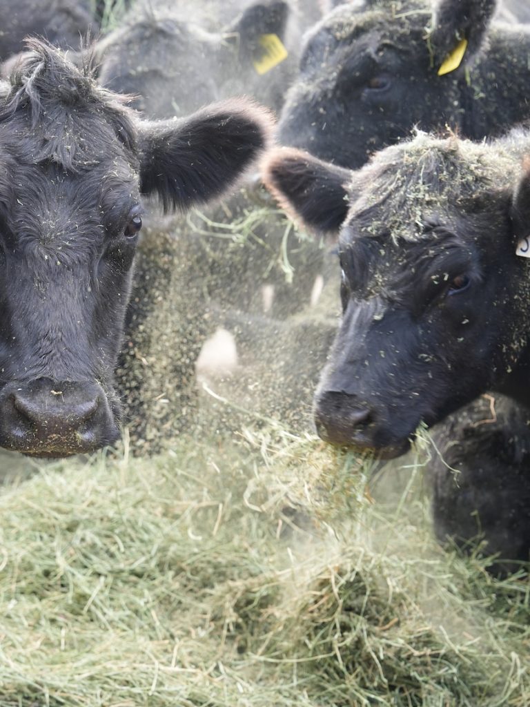 Australia ends key Trump administration grievance over beef imports