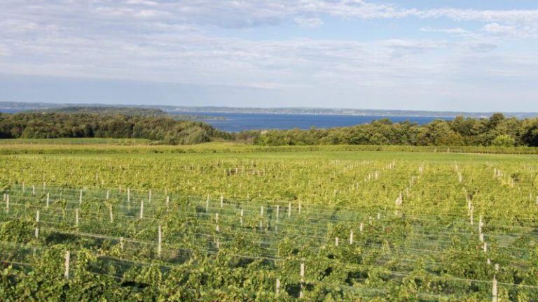 Michigan Wineries Win $50 Million in Fight Against Local Zoning Rules