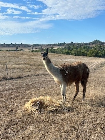 Llama owner calls dog laws ‘ridiculous’ after pet Larry killed in attack
