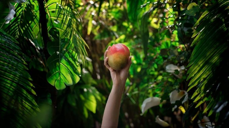 Taiwan rolls out limited-edition premium mangoes in major Singapore retailer