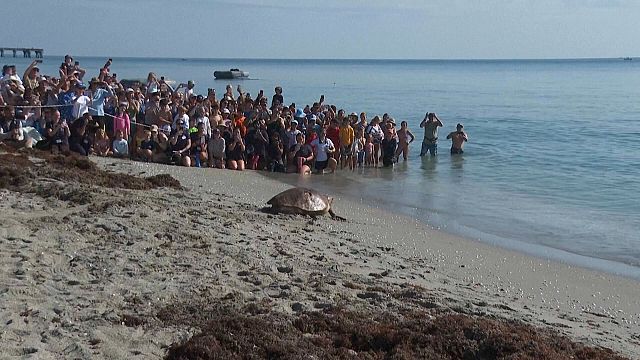 WATCH: ‘Pennywise’ the sea turtle released back into Atlantic