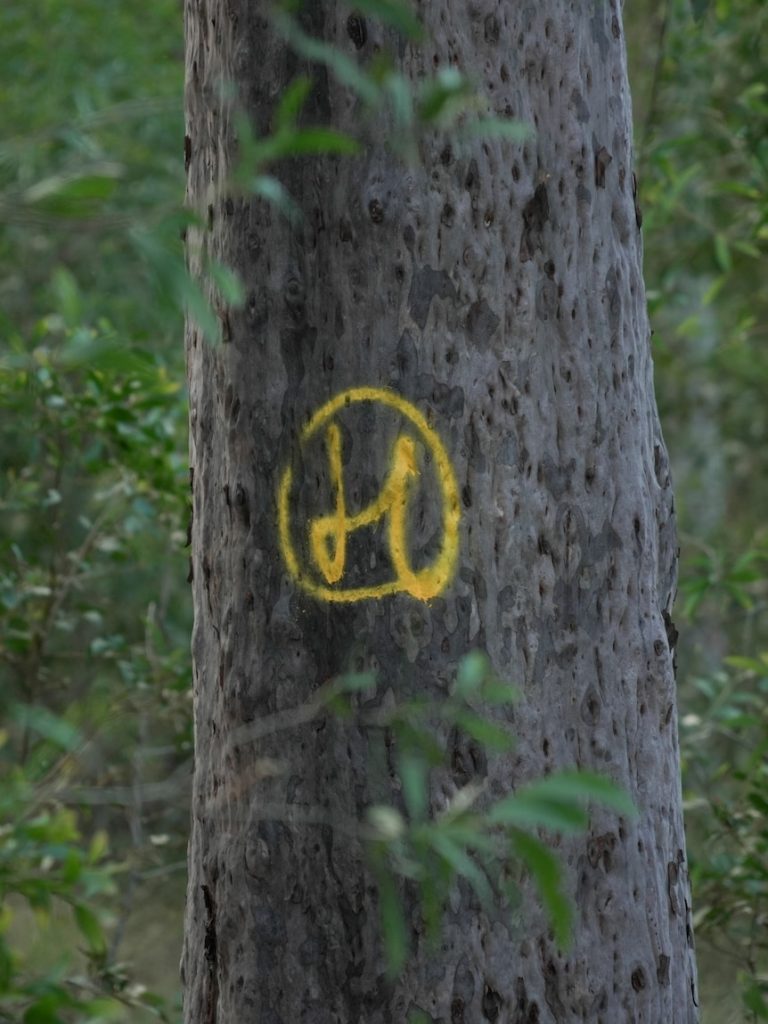 Industry only Queensland logging panel raises concerns among conservationists