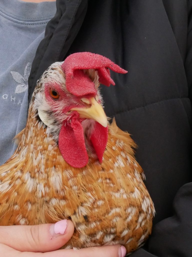 Feather fanciers bid for birds as hopes rise for poultry hobby resurgence