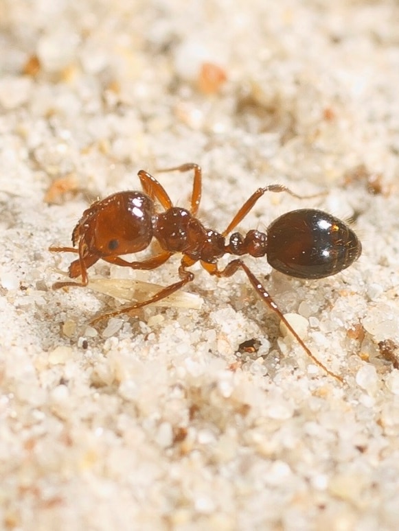 Authorities on alert after new fire ant nest discovered in NSW