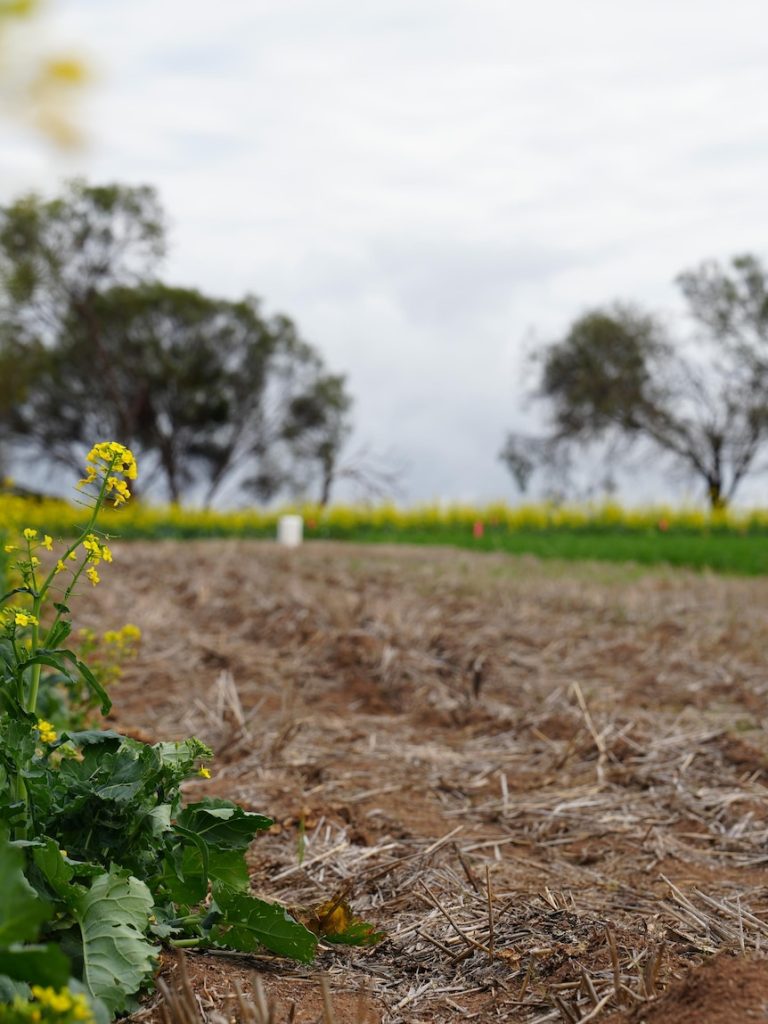 Busselton hit by intense rain, flash flooding as farmers go dry
