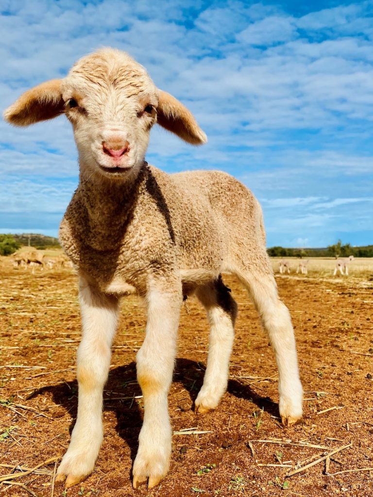Sheep farmers are furious with a popular drama on Netflix