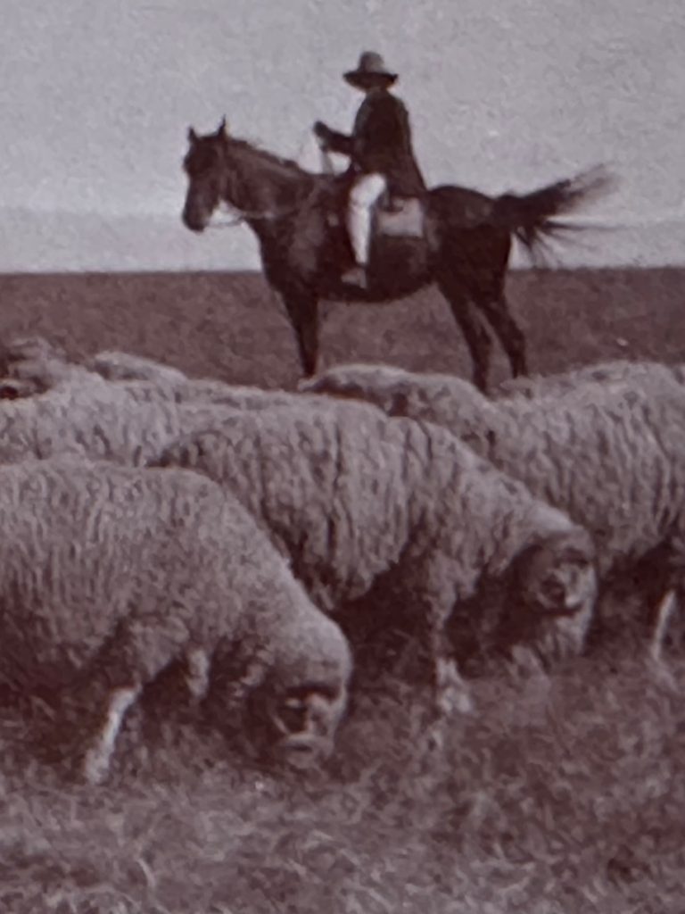 Epic 3,500km trek, 11,000 sheep, and the young drover history forgot