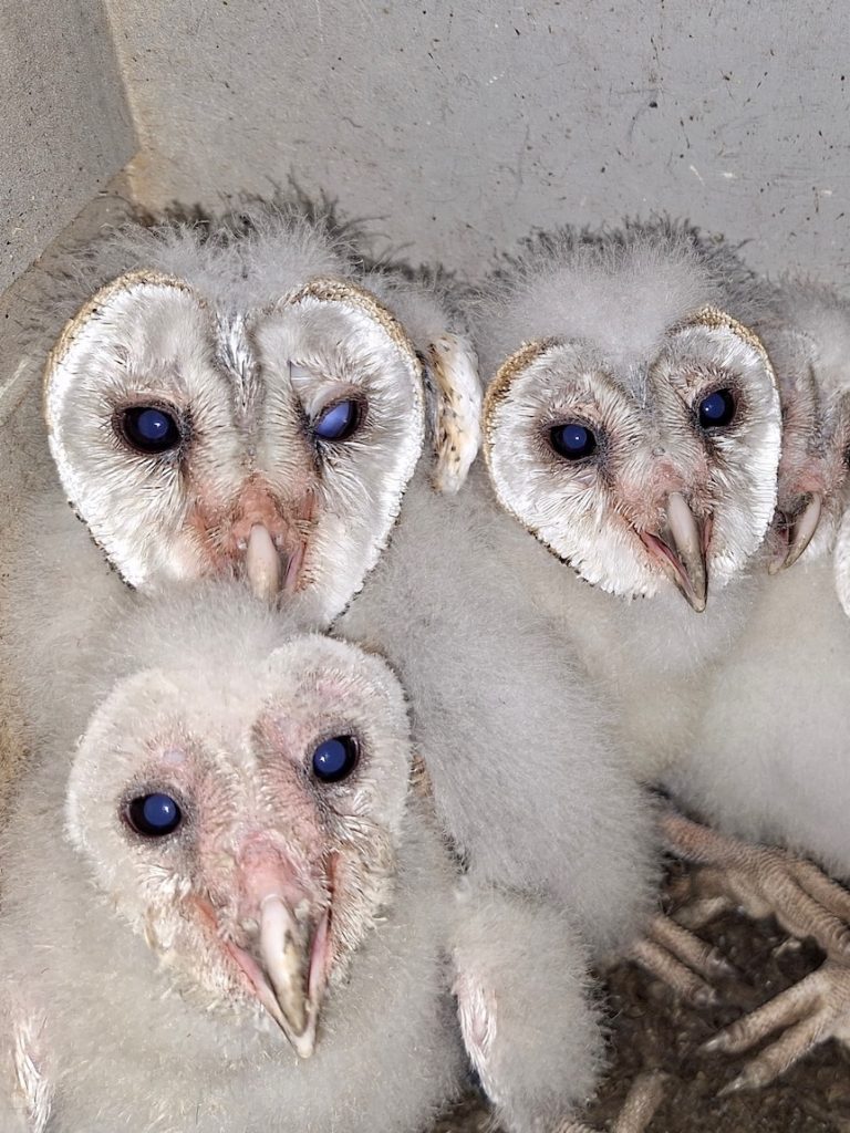 Barn owls a hit in farm anti-poisons pilot project