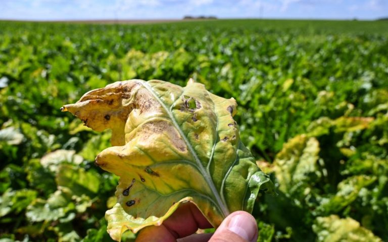 Ukrainian sugar quota in the EU: “bitter pill” for French beet growers