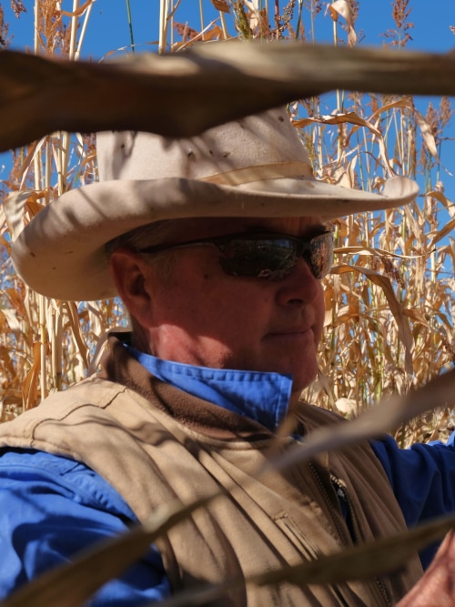 Grazier prepares for drought by growing sorghum to bury in the outback