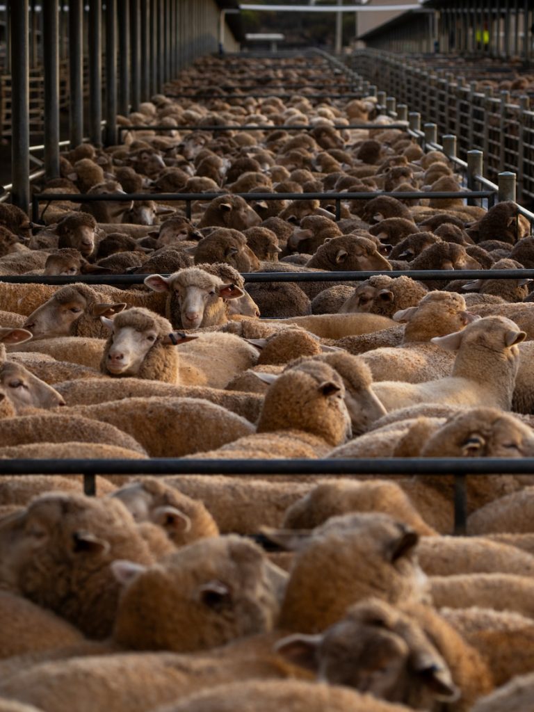 Record lamb prices continue as Australian sheep flock shrinks further