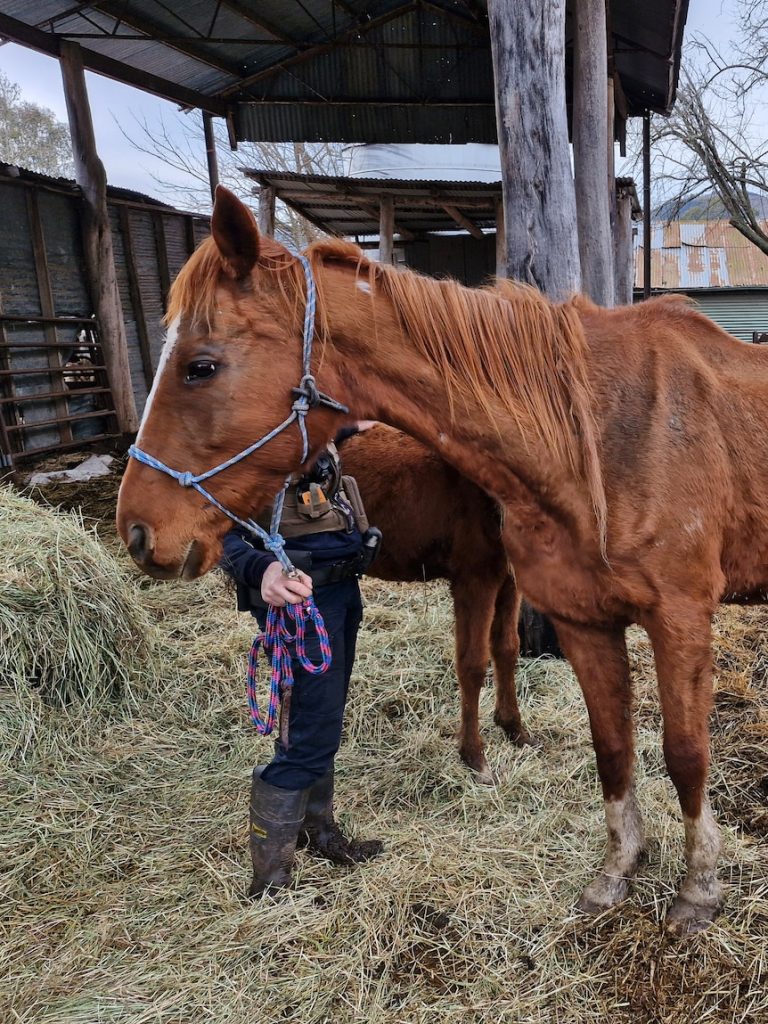 RSPCA rescues 60 horses on Victorian property as cruelty reports surge