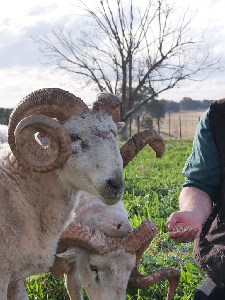 Farmer works to create sheep ‘super breed’ to cut costs, boost profit