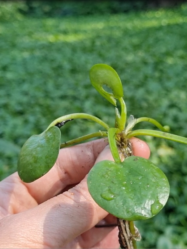 One of the ‘world’s worst weeds’ found in Darwin fishpond