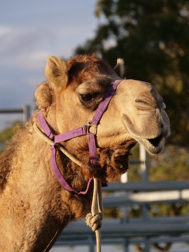 Camel meat, milk and vodka on the menu, but feral pains persist