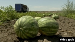 Kherson Farmers Battle Drones And Flames To Revive Iconic Watermelon Harvest