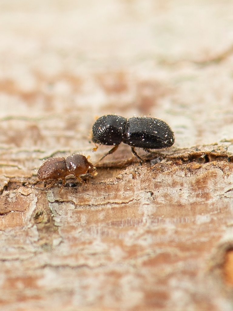 Worms eat tree-killing beetle in research trial as scientists team up