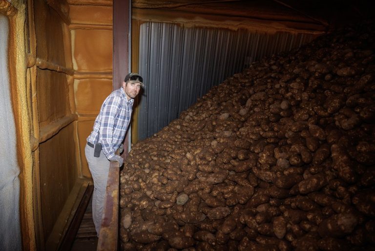 The Grain That Could Help Save Agriculture in the West