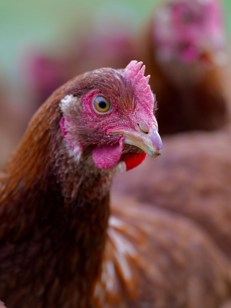 Multi-million-dollar dispute pits major chicken brand against the tax office